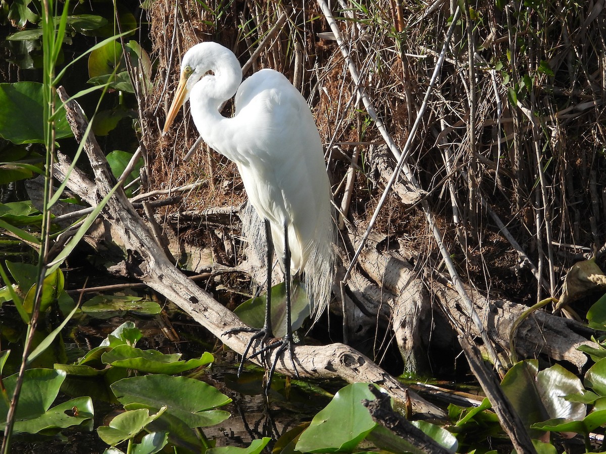 Great Egret - ML652536213