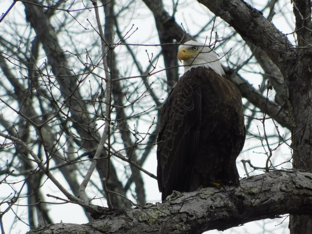 Bald Eagle - ML652536663