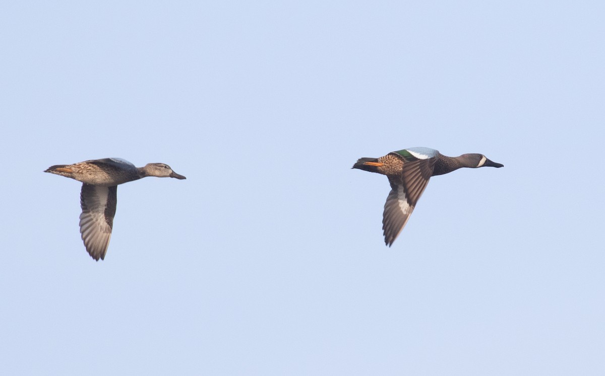 Blue-winged Teal - ML652536787