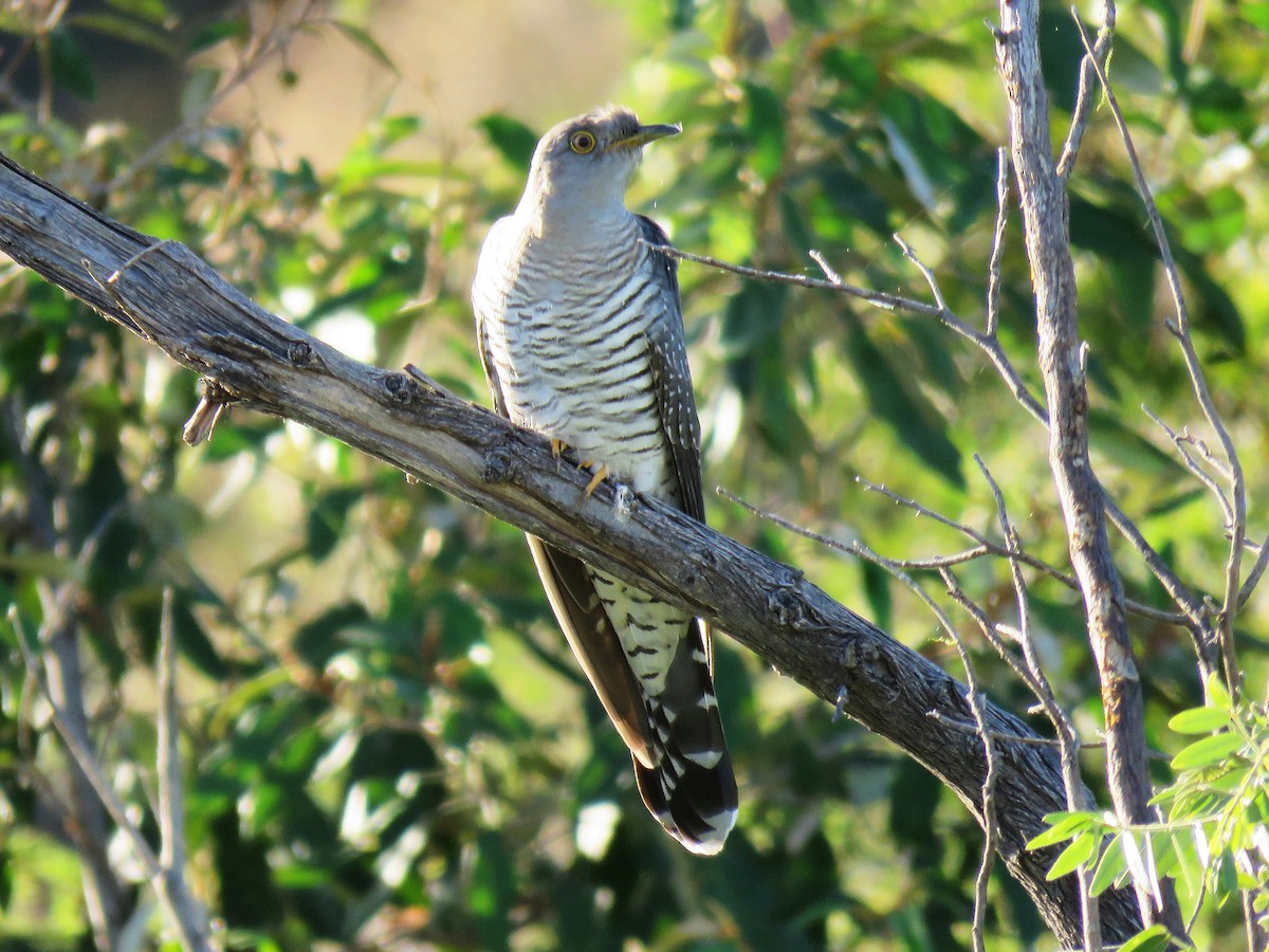 Common Cuckoo - ML652536794