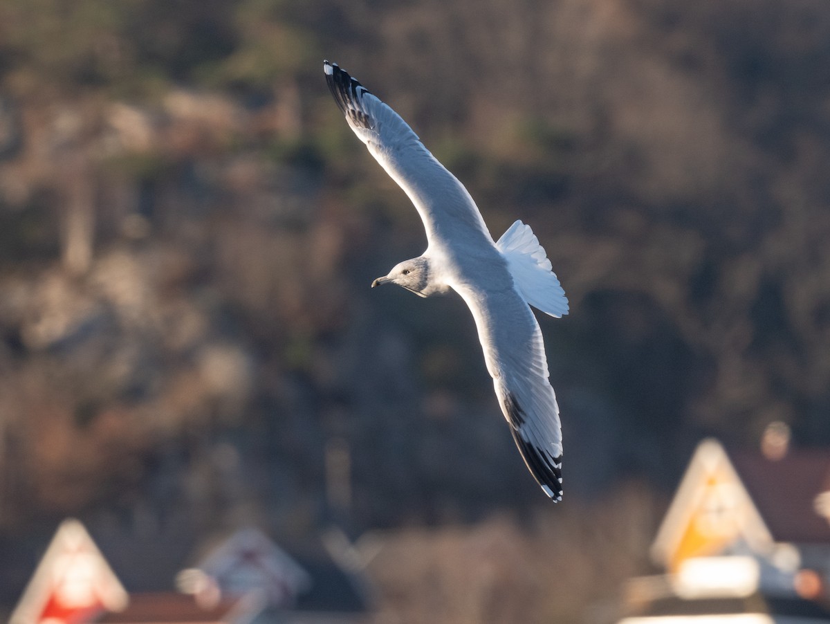 racek americký - ML652536829
