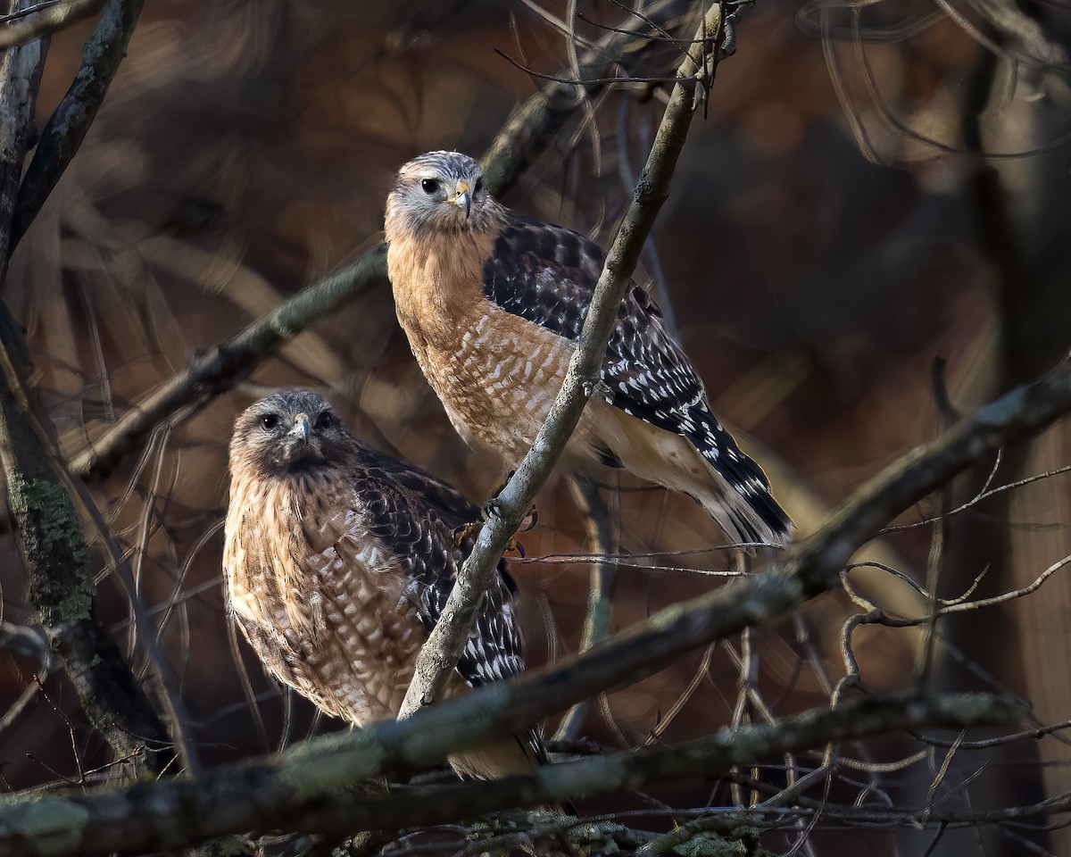 Red-shouldered Hawk - ML652536955