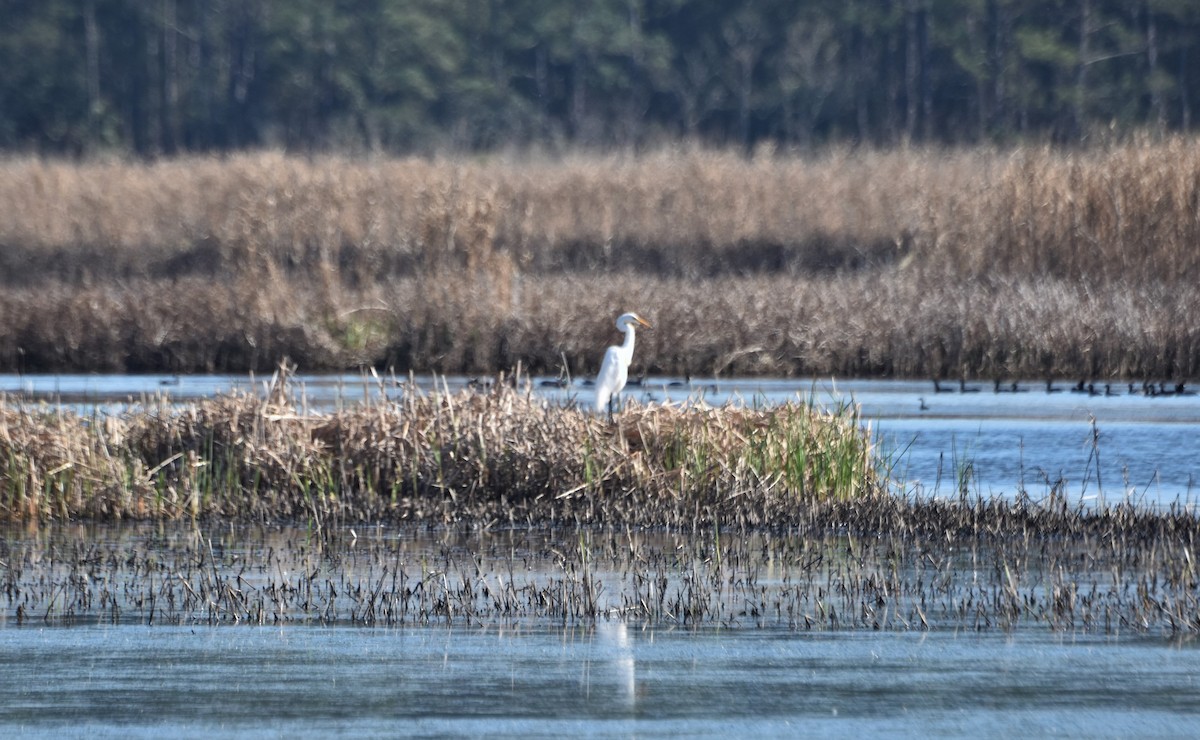 Great Egret - ML652537092