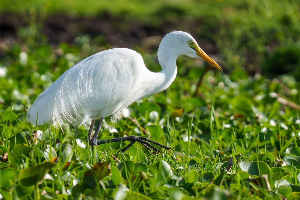 Great Egret - ML652537428