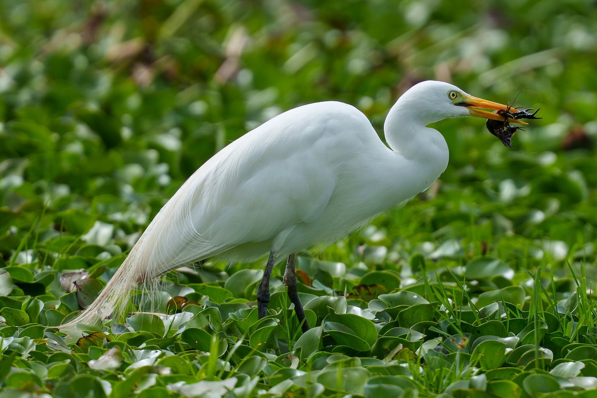 Great Egret - ML652537429
