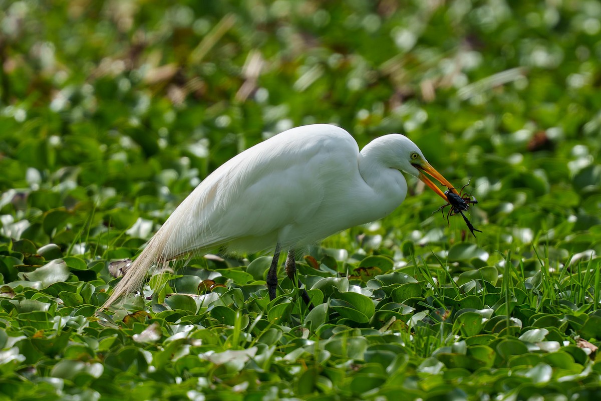 Great Egret - ML652537430