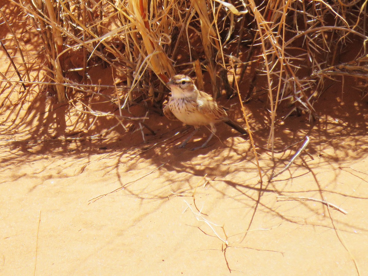 Dune Lark - ML652537454