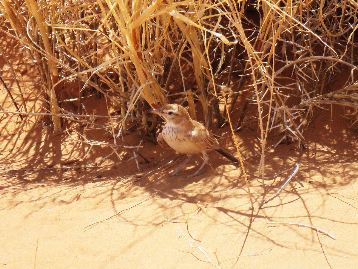 Dune Lark - ML652537455