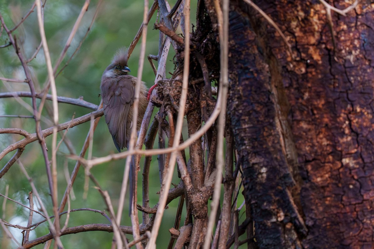 Чепіга бурокрила - ML652537535
