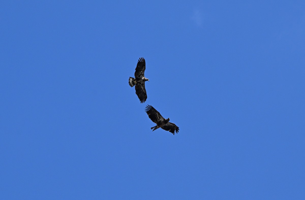 Bald Eagle - ML652537758