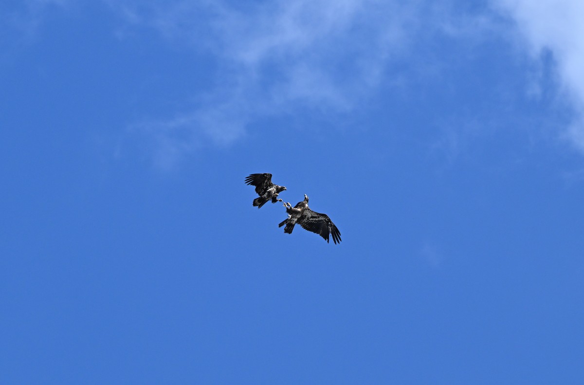 Bald Eagle - ML652537766