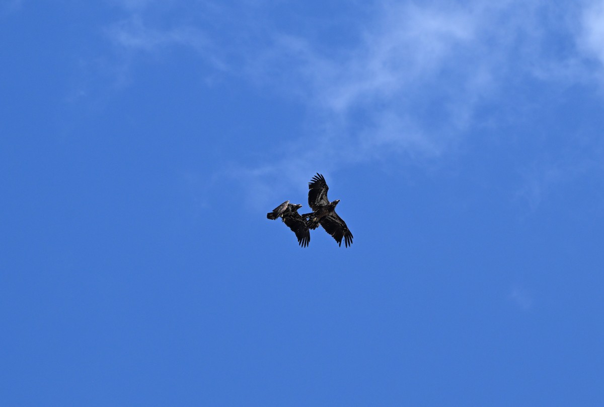 Bald Eagle - ML652537776