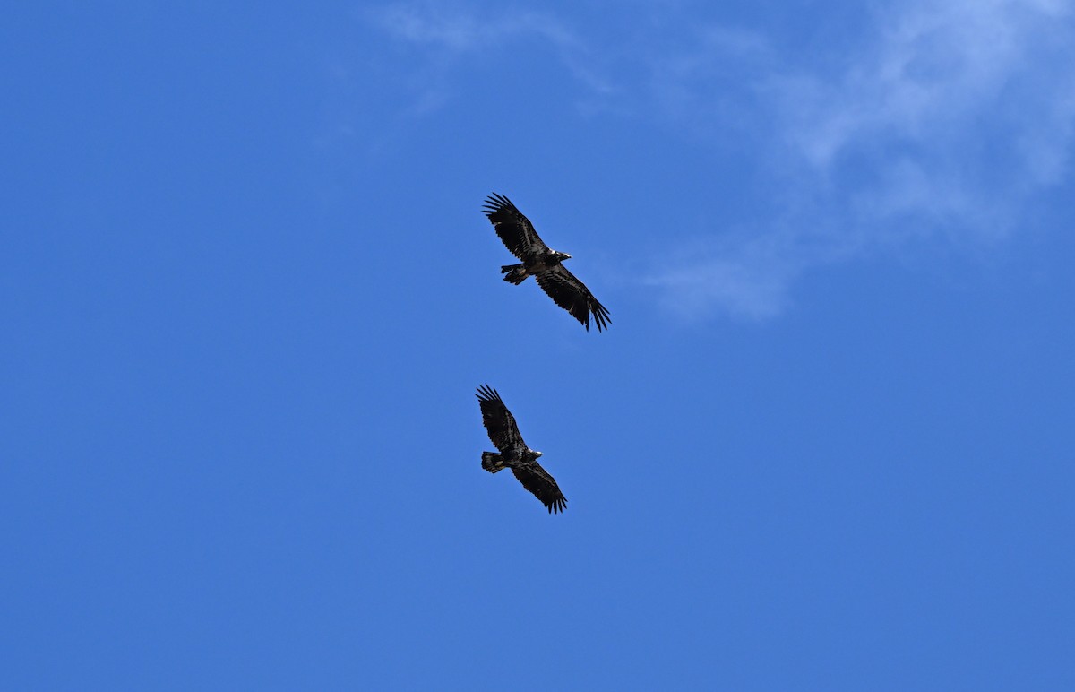 Bald Eagle - ML652537777