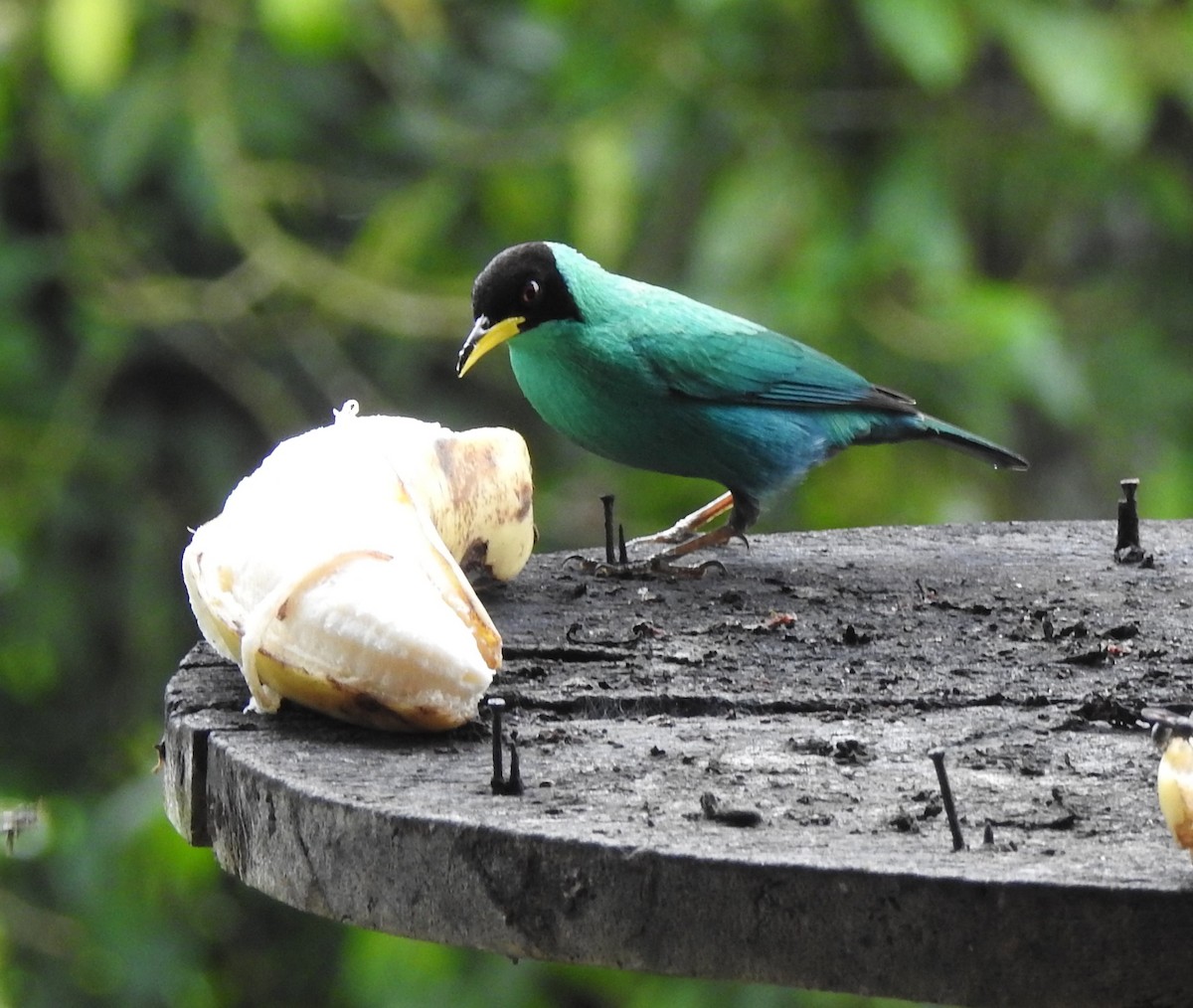 Green Honeycreeper - ML652538006