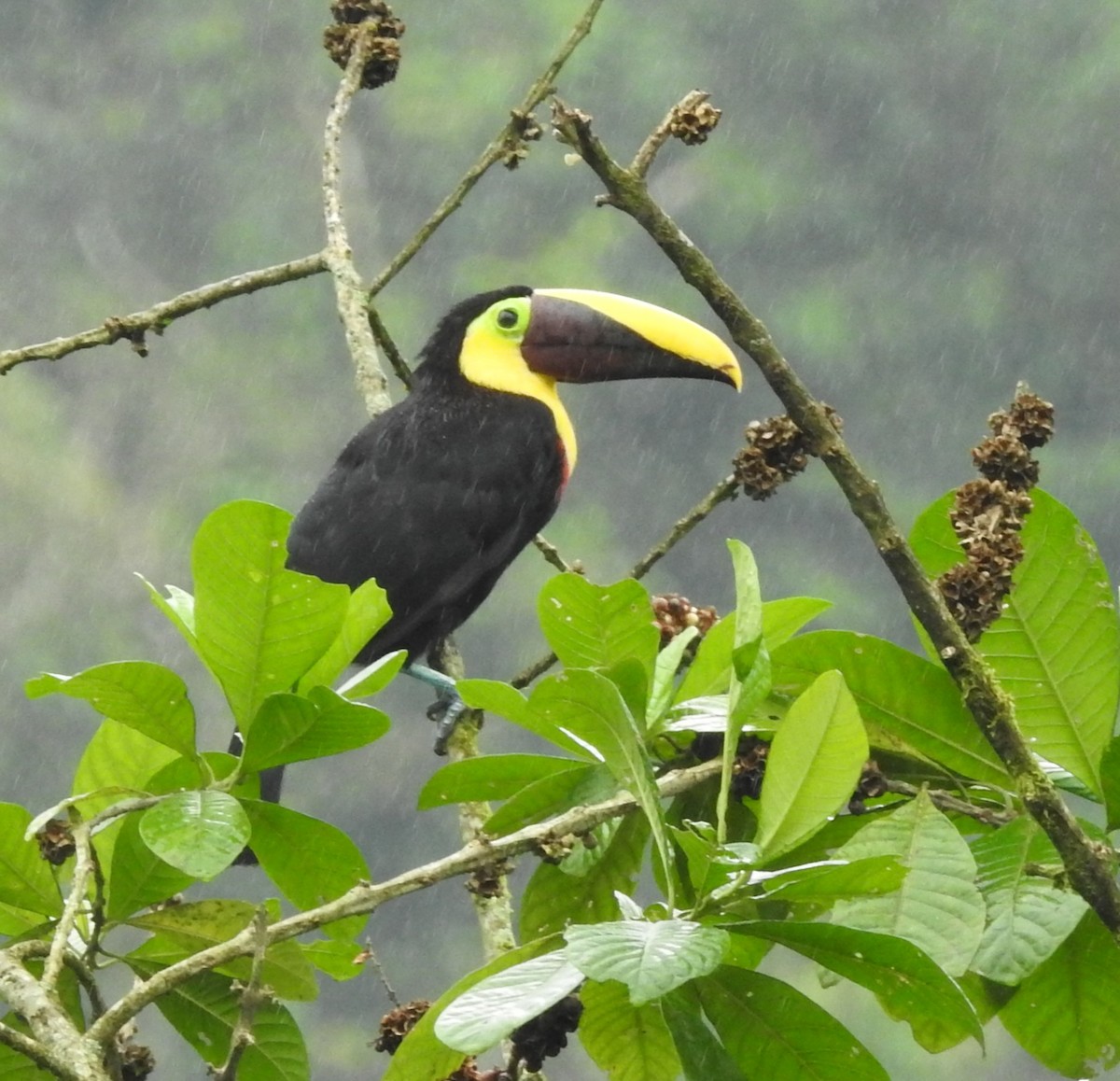 Yellow-throated Toucan (Chestnut-mandibled) - ML652538063