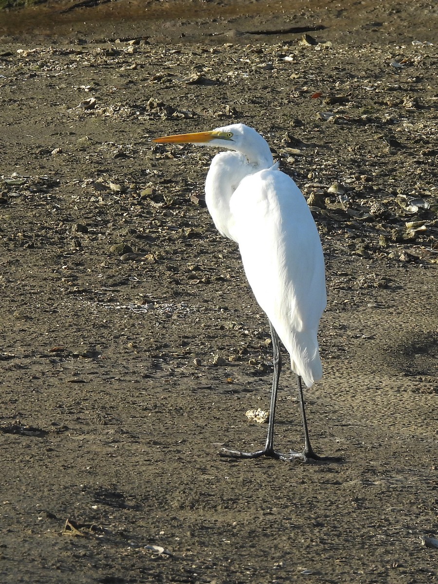 Great Egret - ML652538076