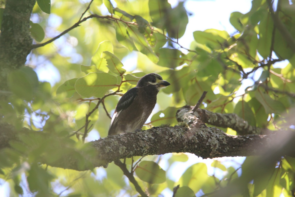 Whyte's Barbet - ML652538080