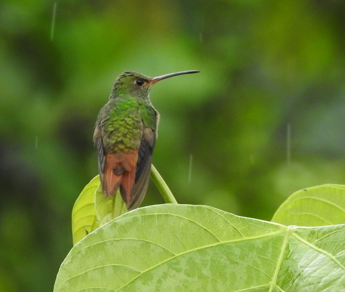 Rufous-tailed Hummingbird - ML652538089