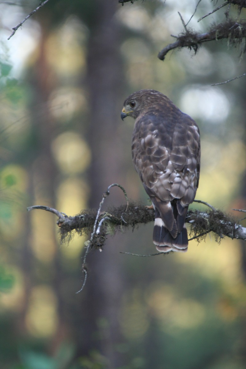 Busardo Aliancho - ML652538093