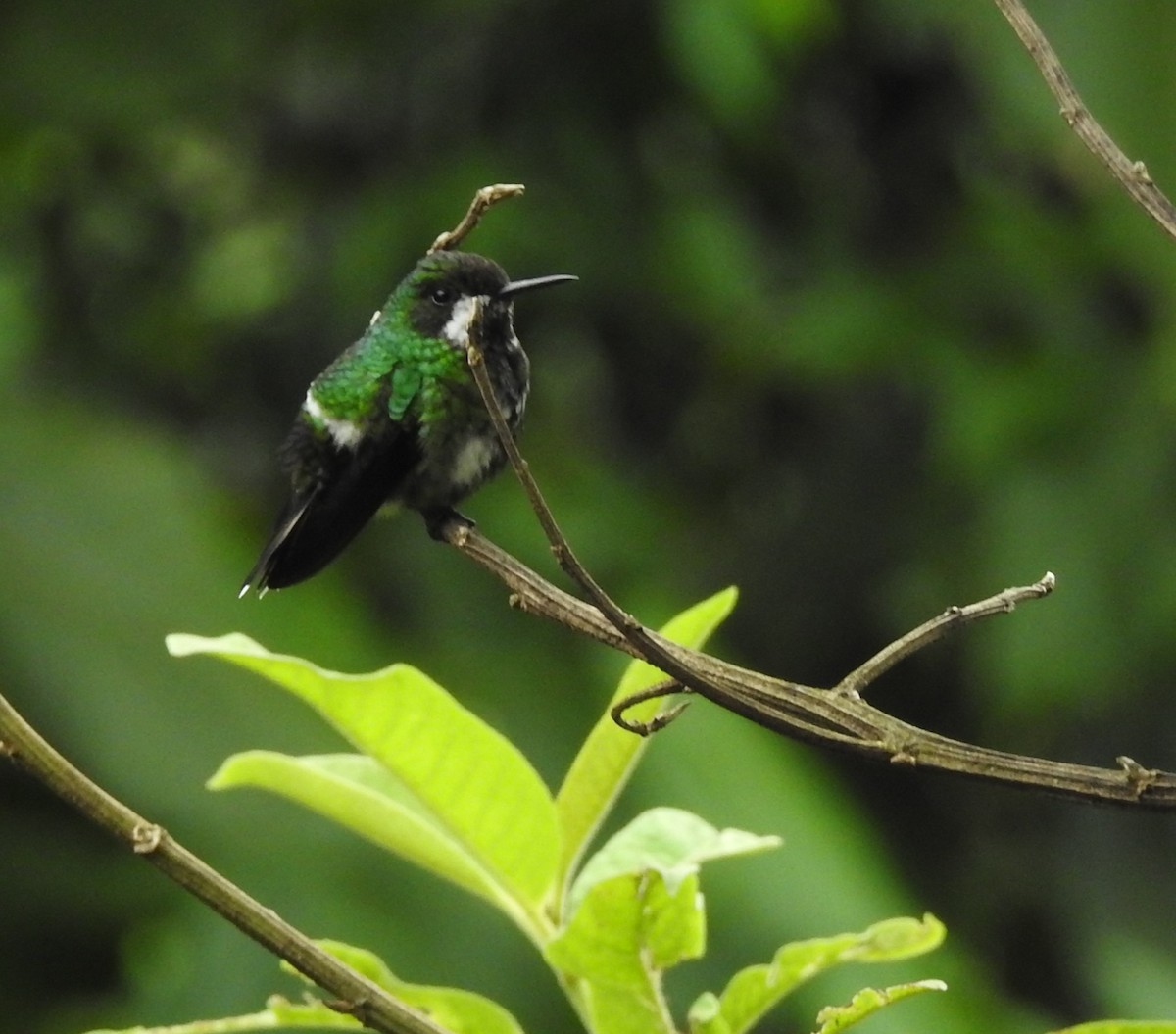 Green Thorntail - ML652538143