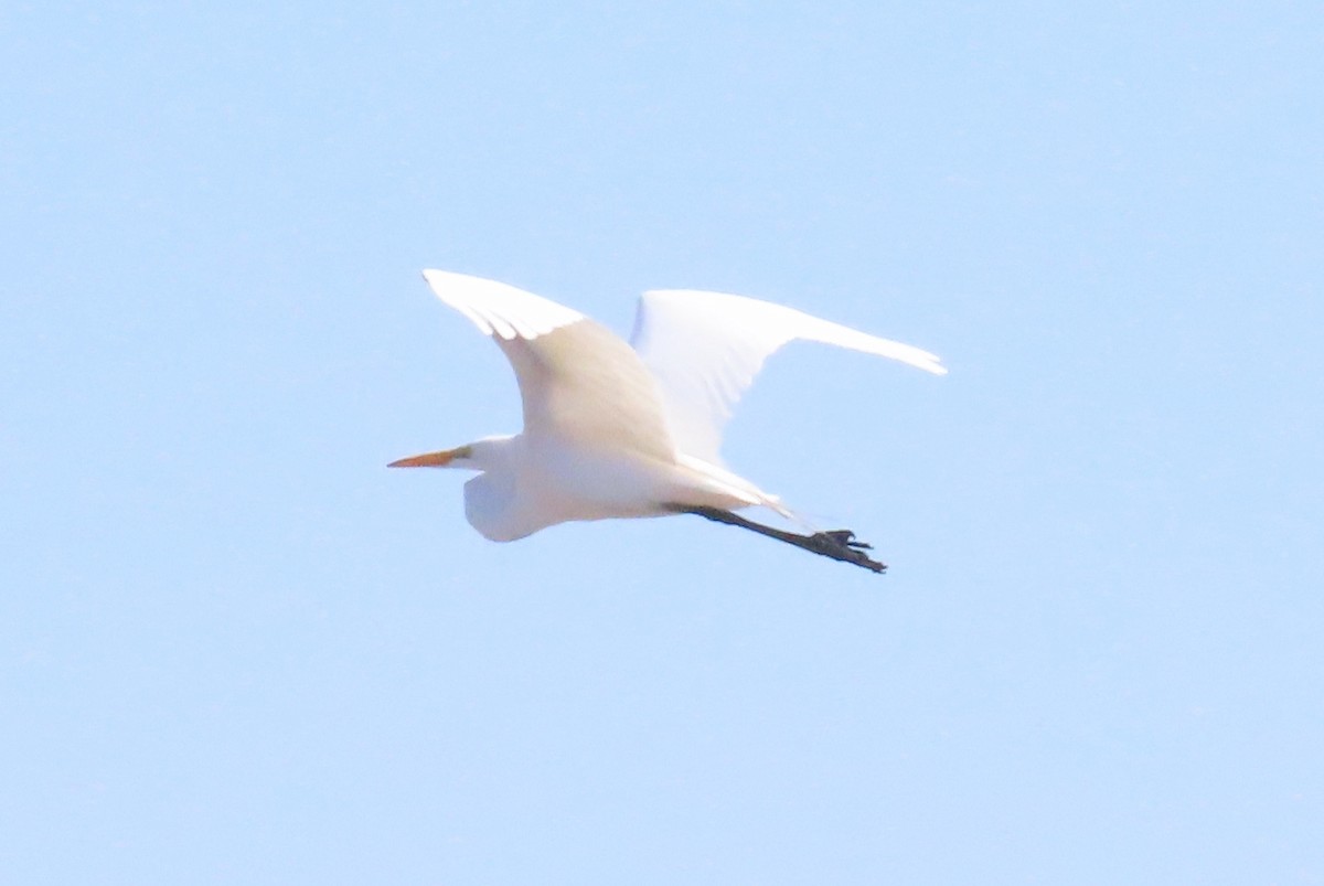 Great Egret - ML652538211