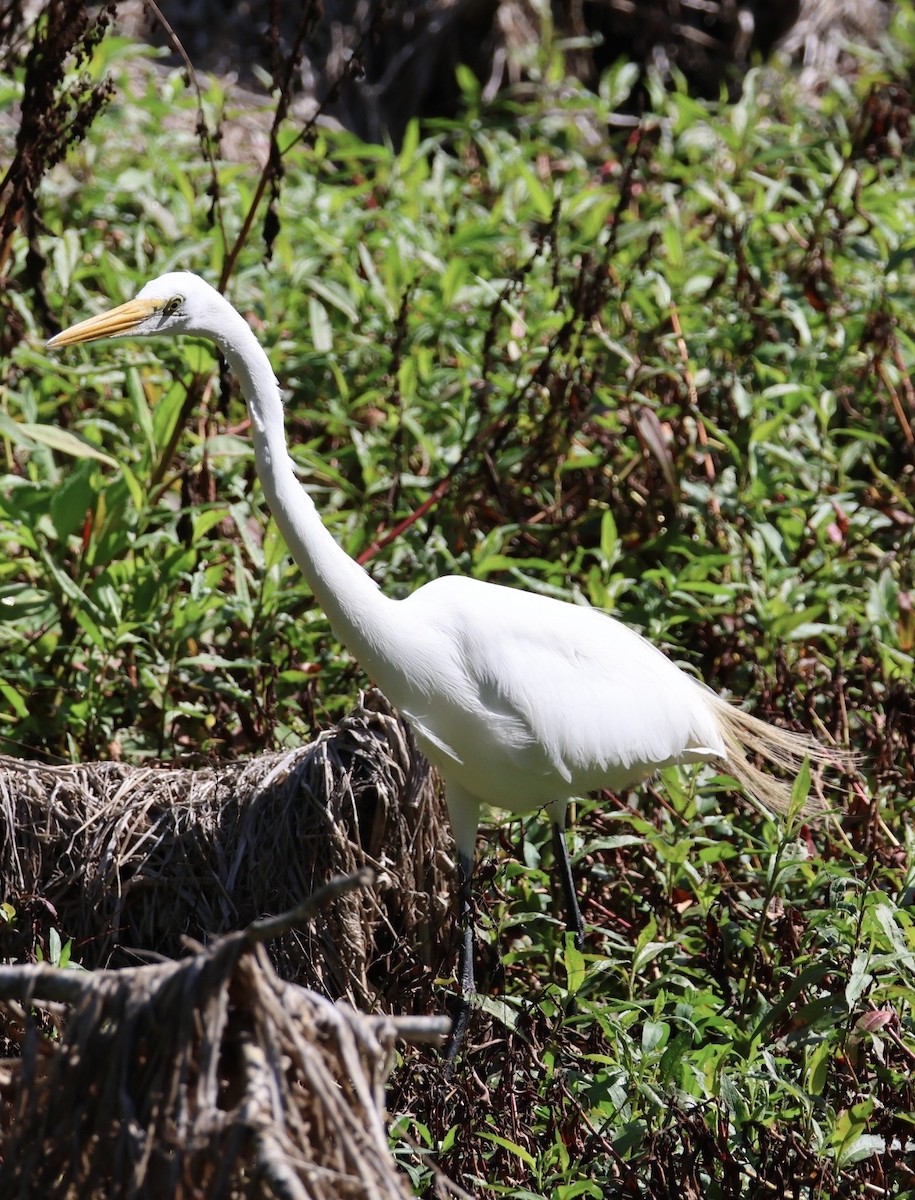 Great Egret - ML652538259