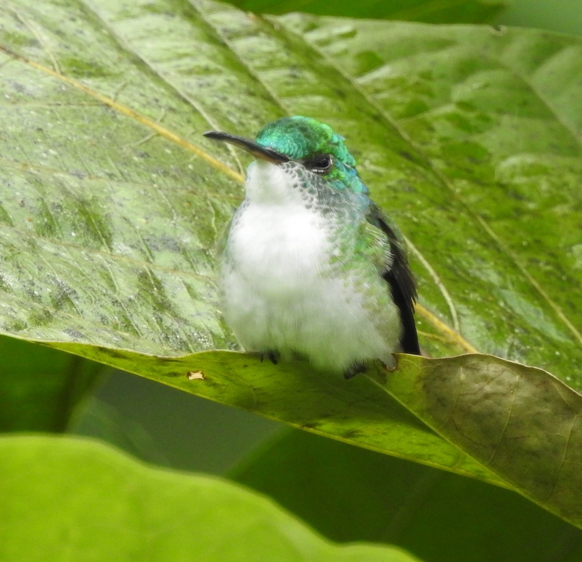 Andean Emerald - ML652538714