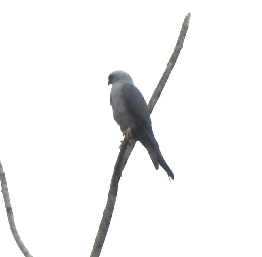 Plumbeous Kite - ML652538754