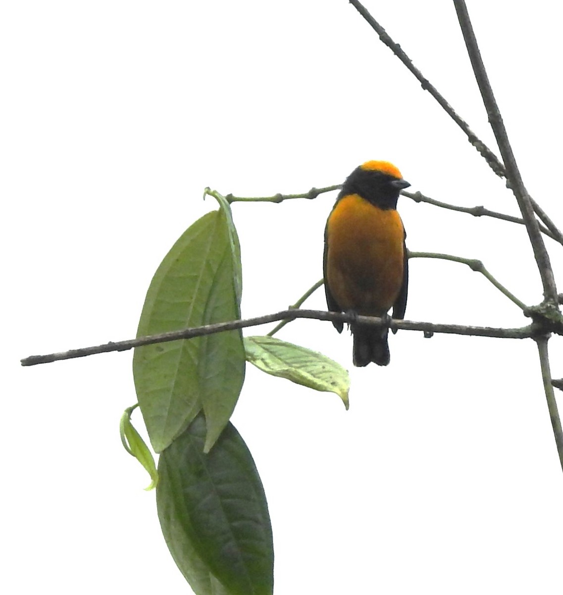 Orange-bellied Euphonia - ML652538768