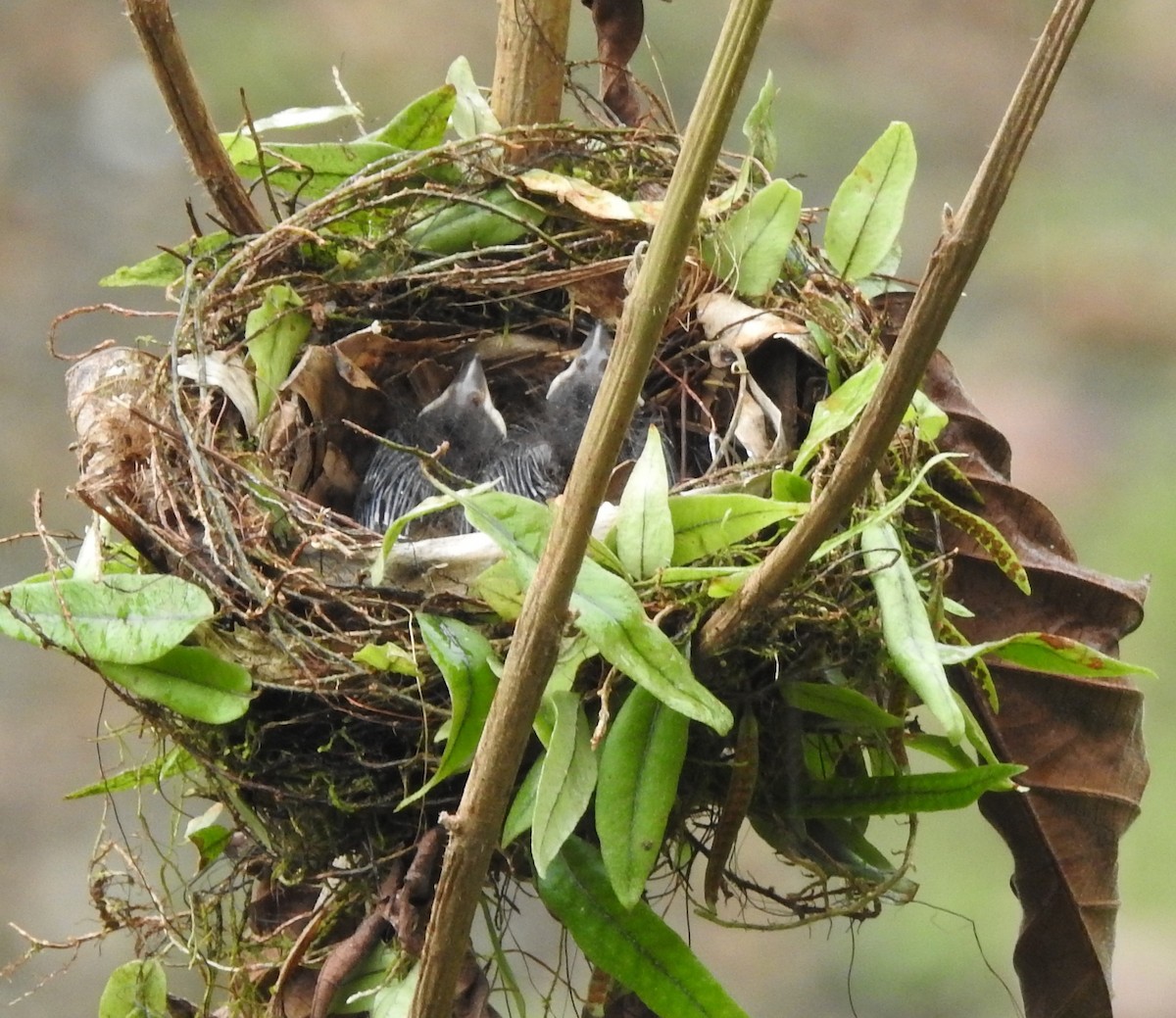 Flame-rumped Tanager - ML652538791
