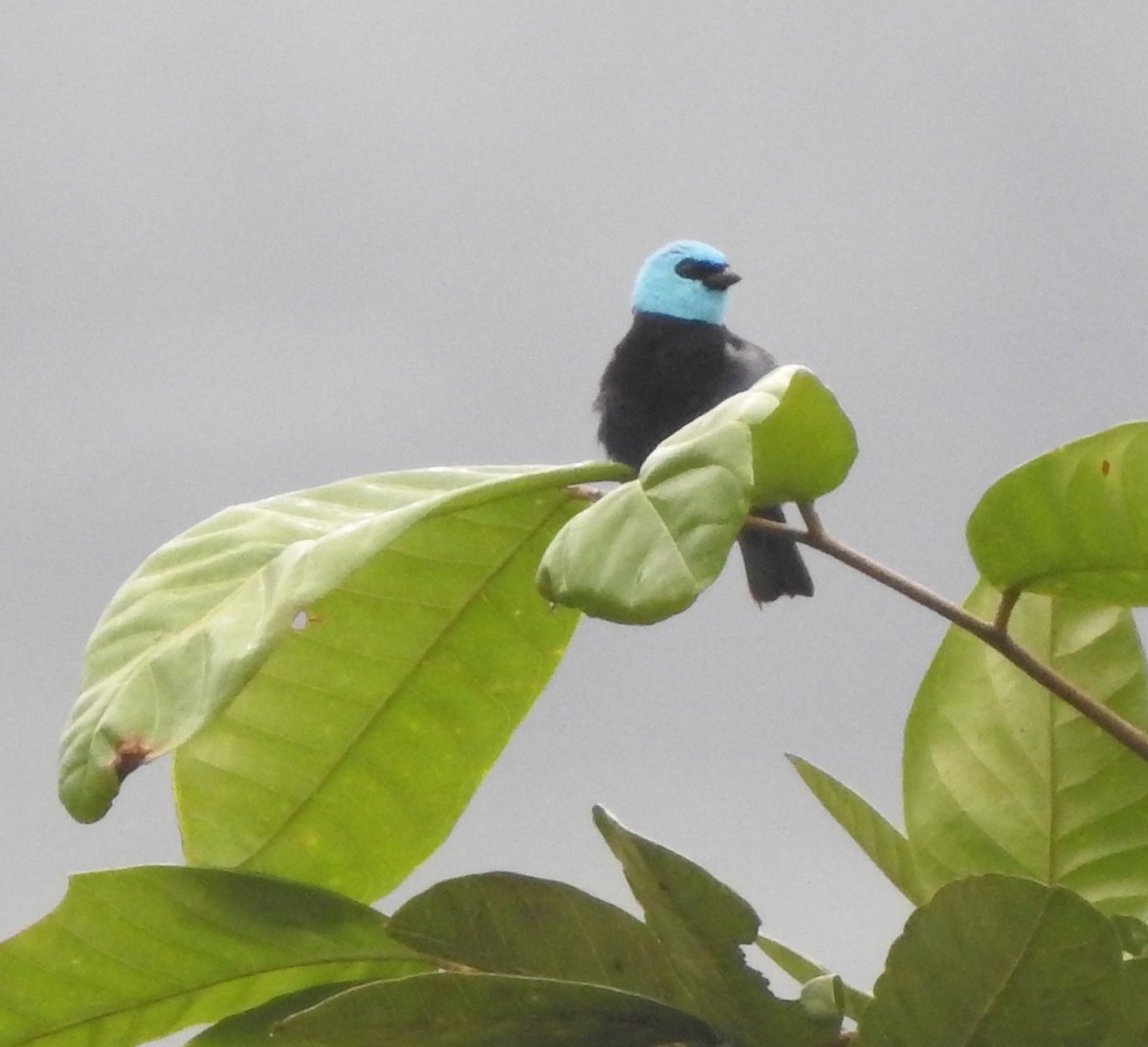 Blue-necked Tanager - ML652538875
