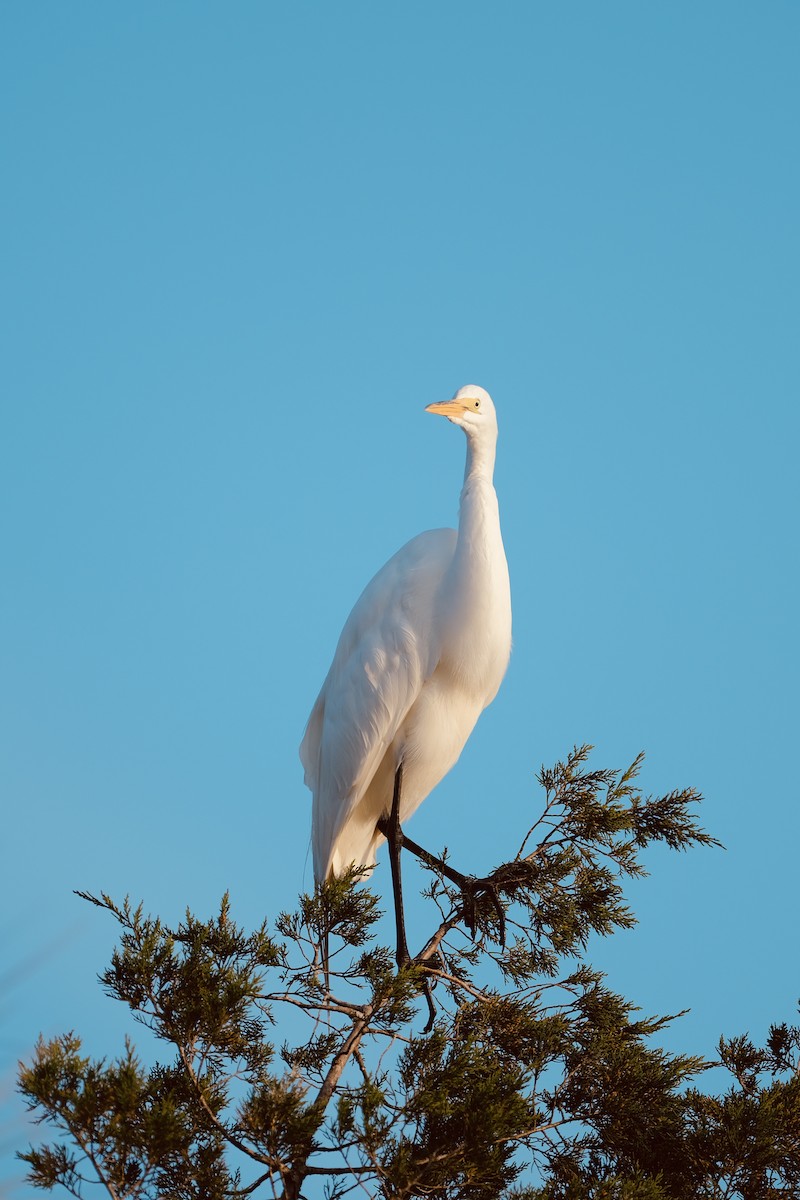 Great Egret - ML652538890