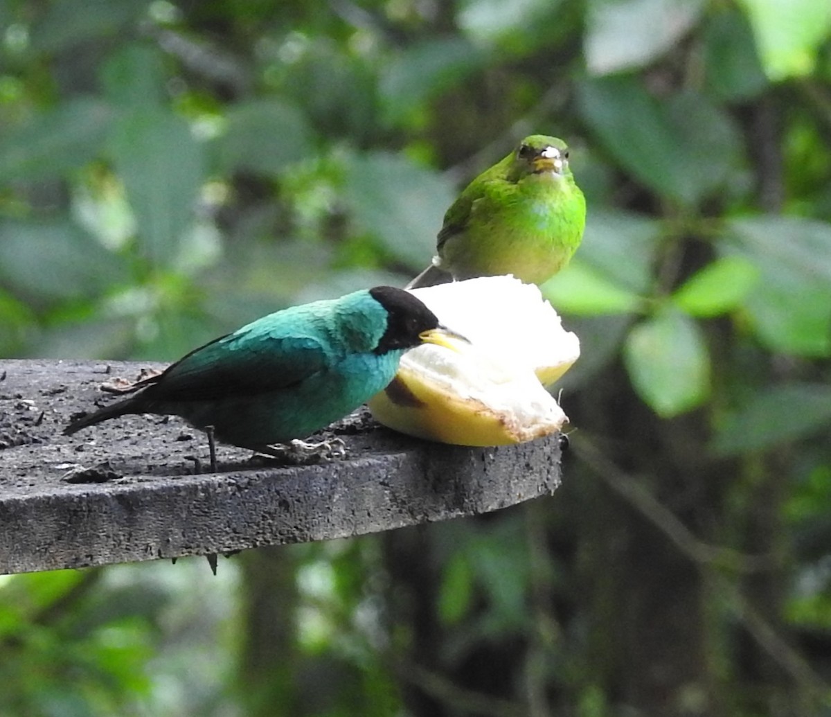 Green Honeycreeper - ML652538958