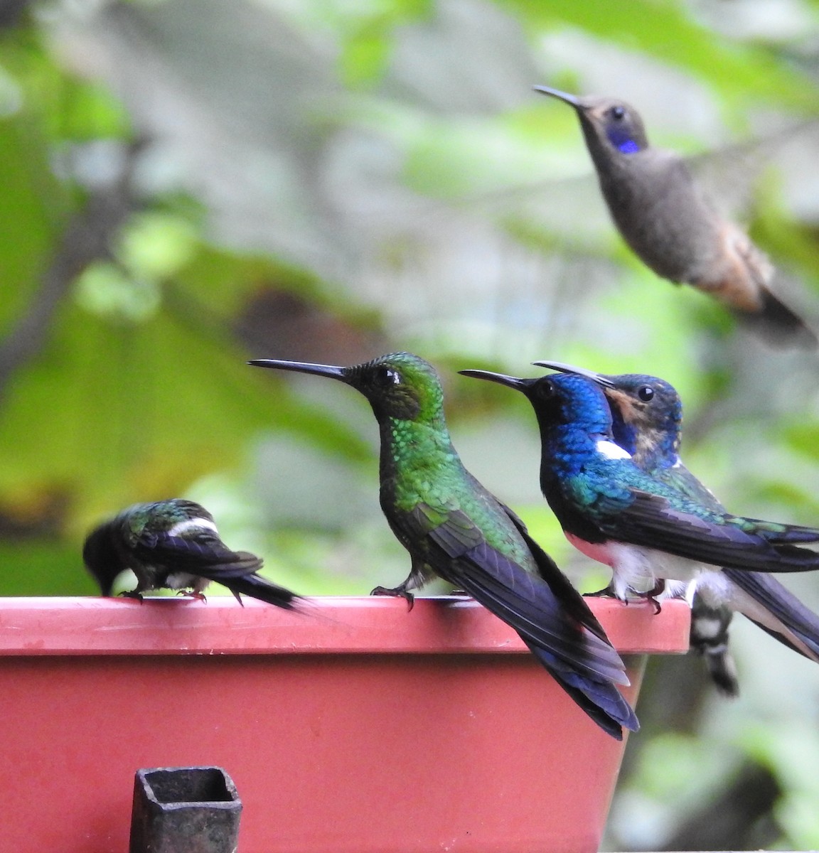 Green-crowned Brilliant - ML652539011