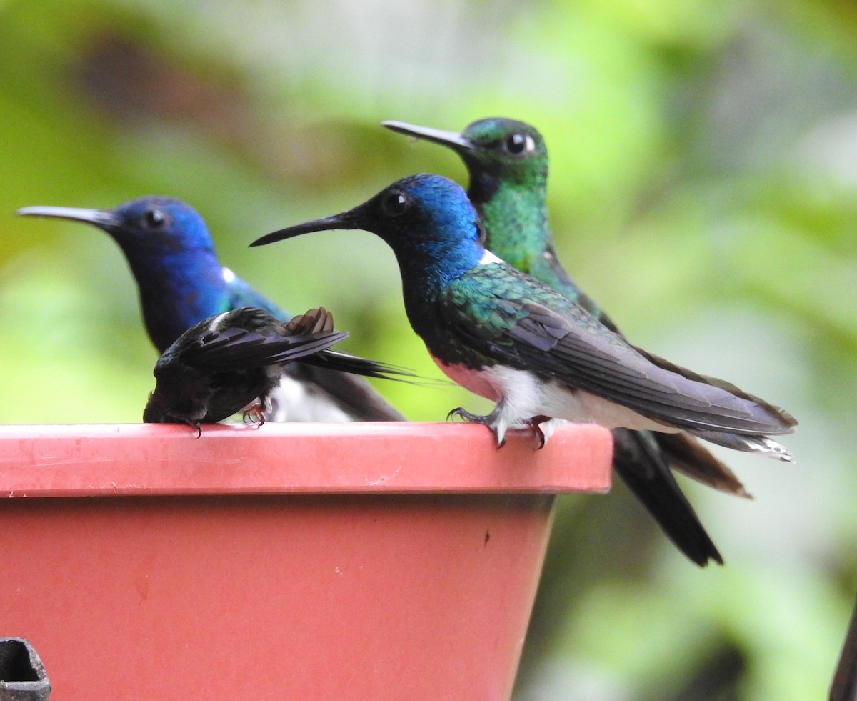 Colibri jacobin - ML652539156