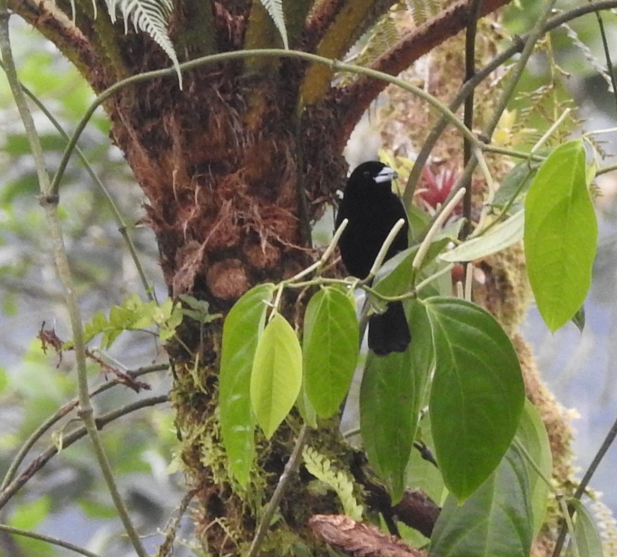 Tangara flamboyant - ML652539481