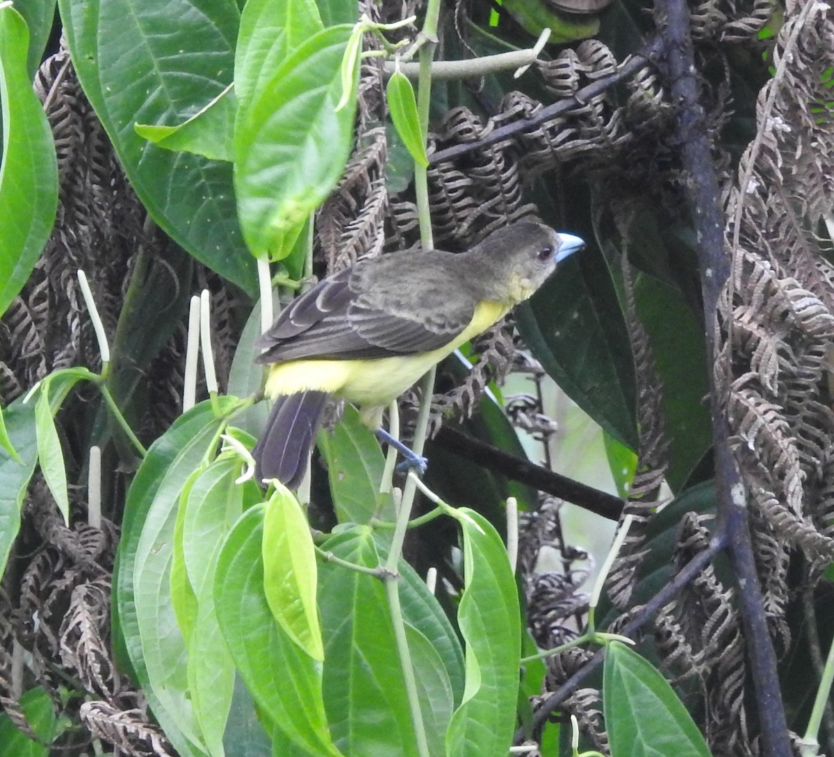 Tangara flamboyant - ML652539482