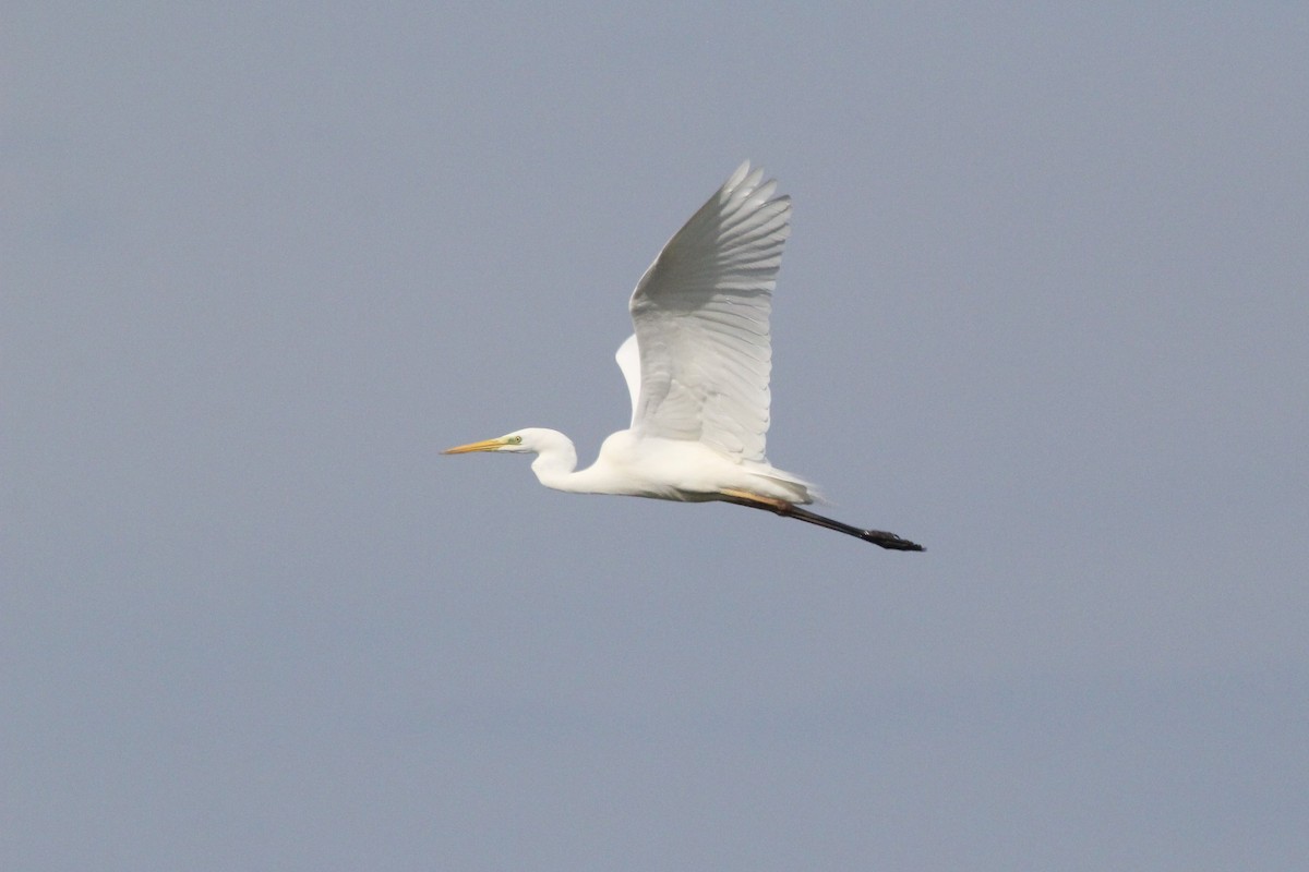 Great Egret - ML652540559