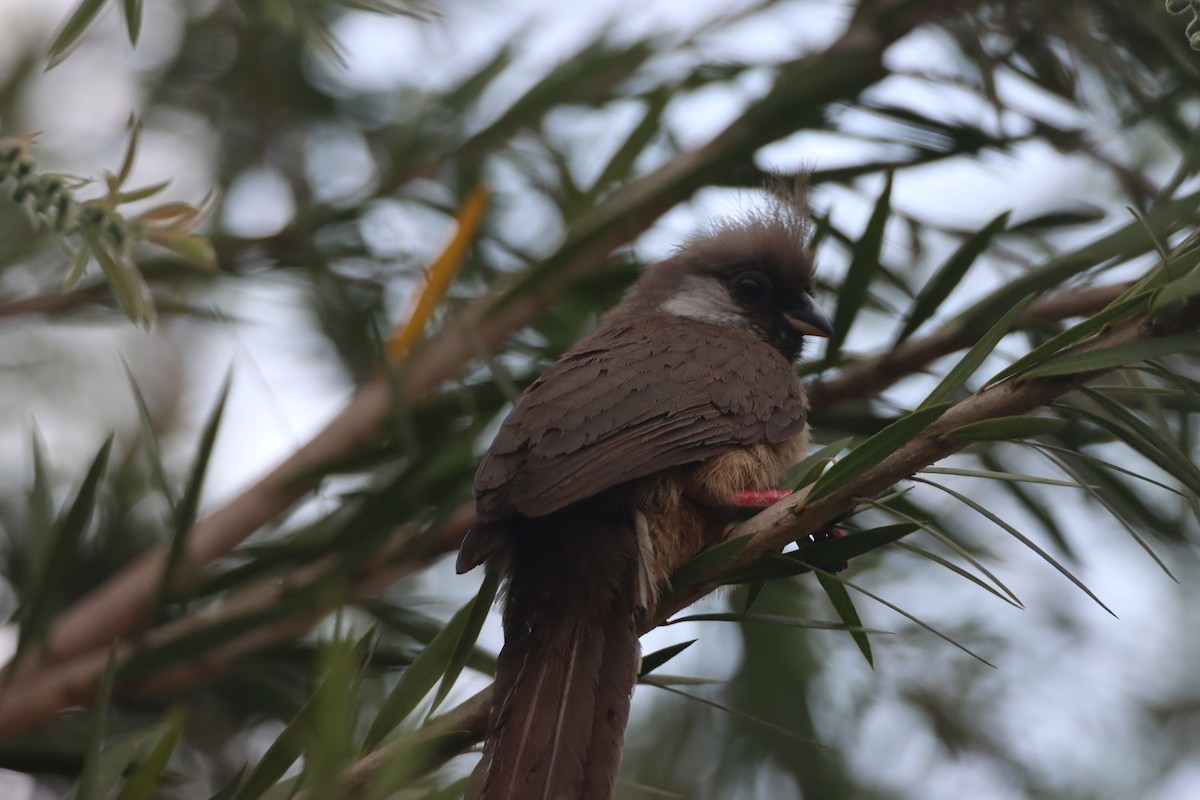 Чепіга бурокрила - ML652540704