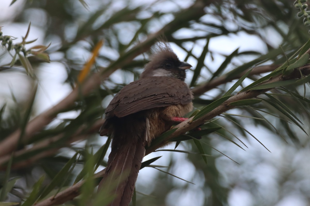 Чепіга бурокрила - ML652540705