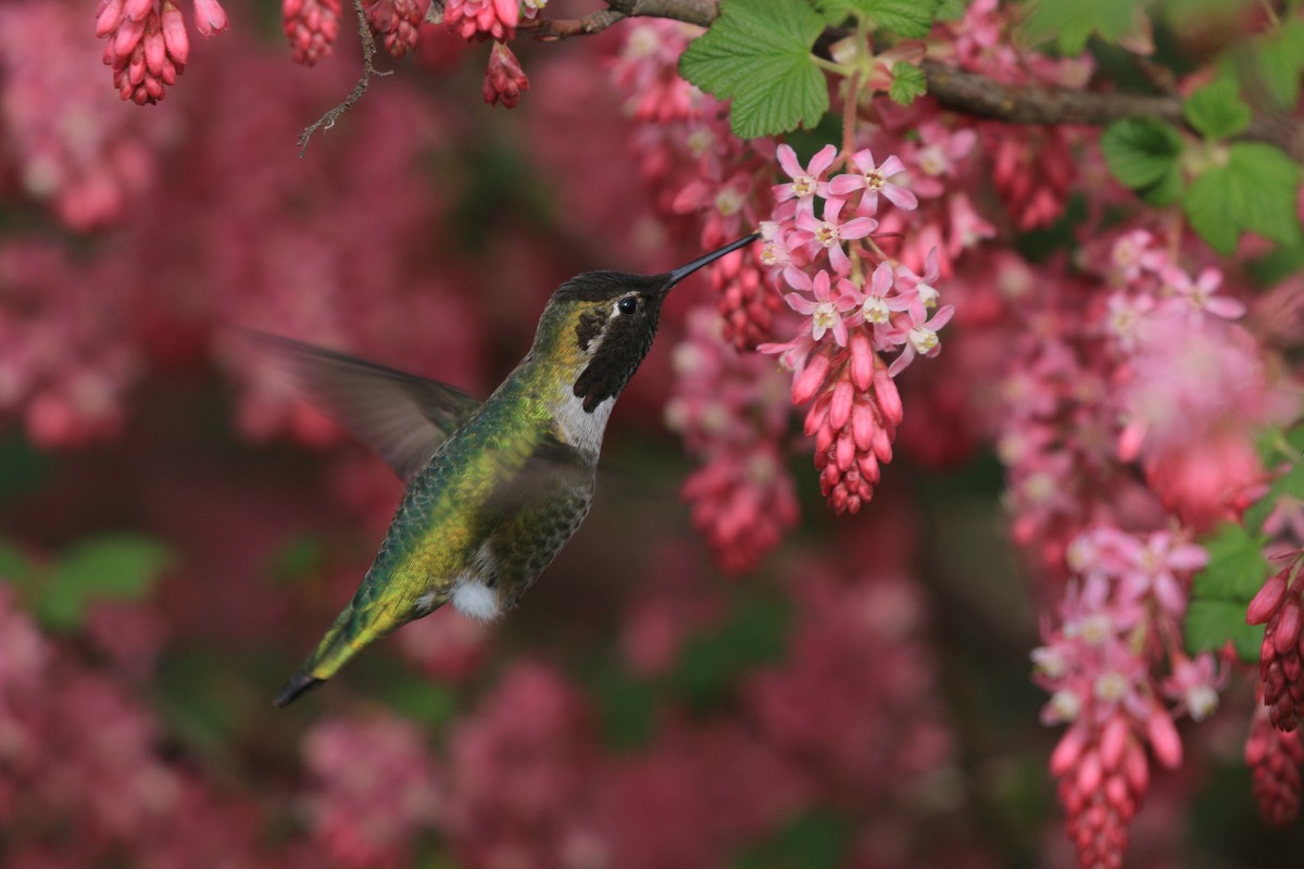 Colibri d'Anna - ML652541068