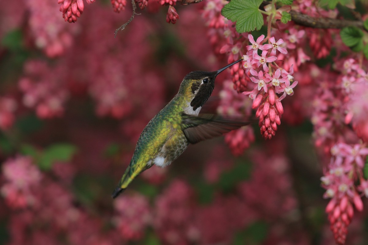 Colibri d'Anna - ML652541079