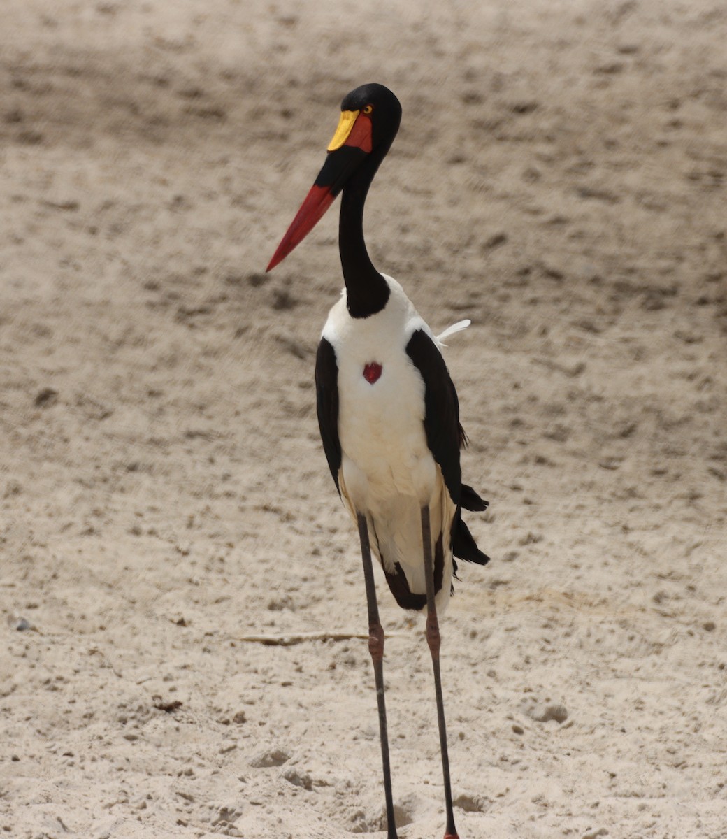 クラハシコウ - ML652541442