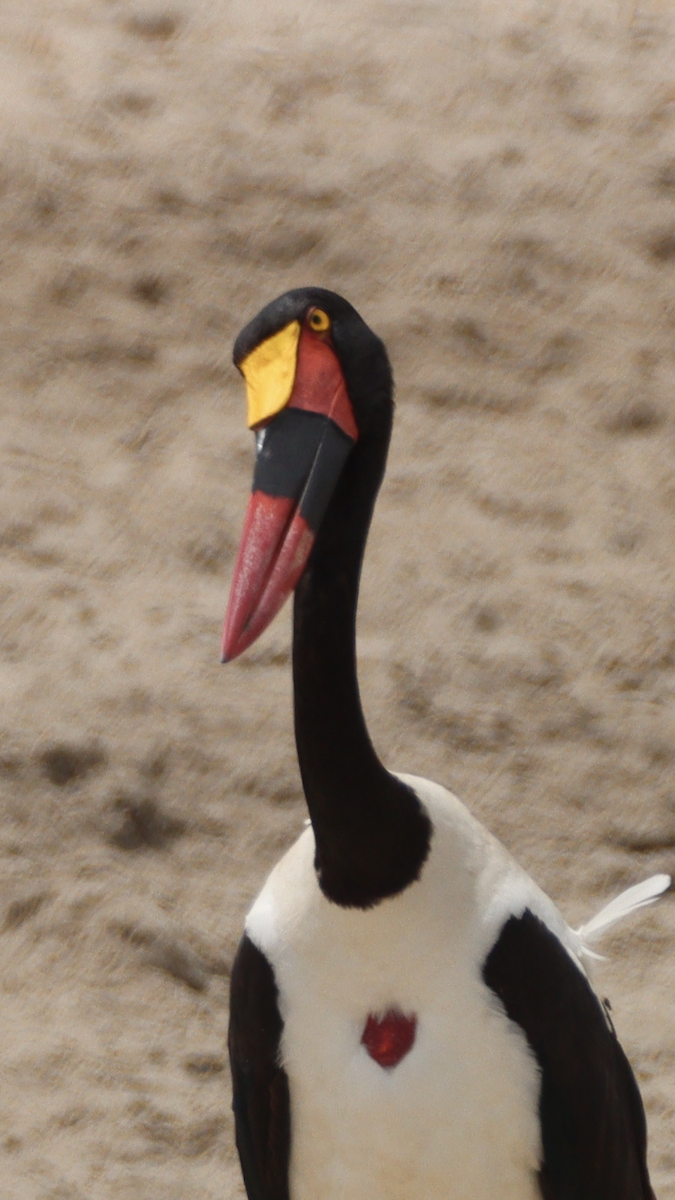 クラハシコウ - ML652541443