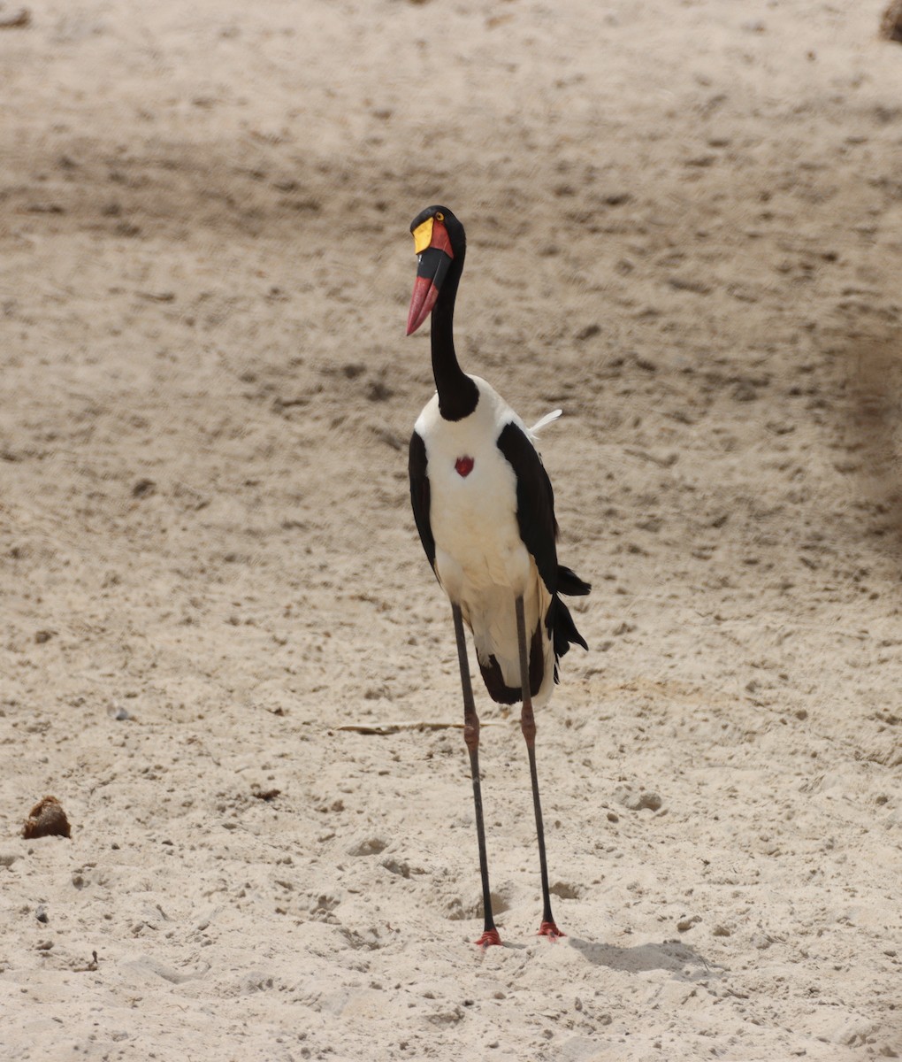 クラハシコウ - ML652541444