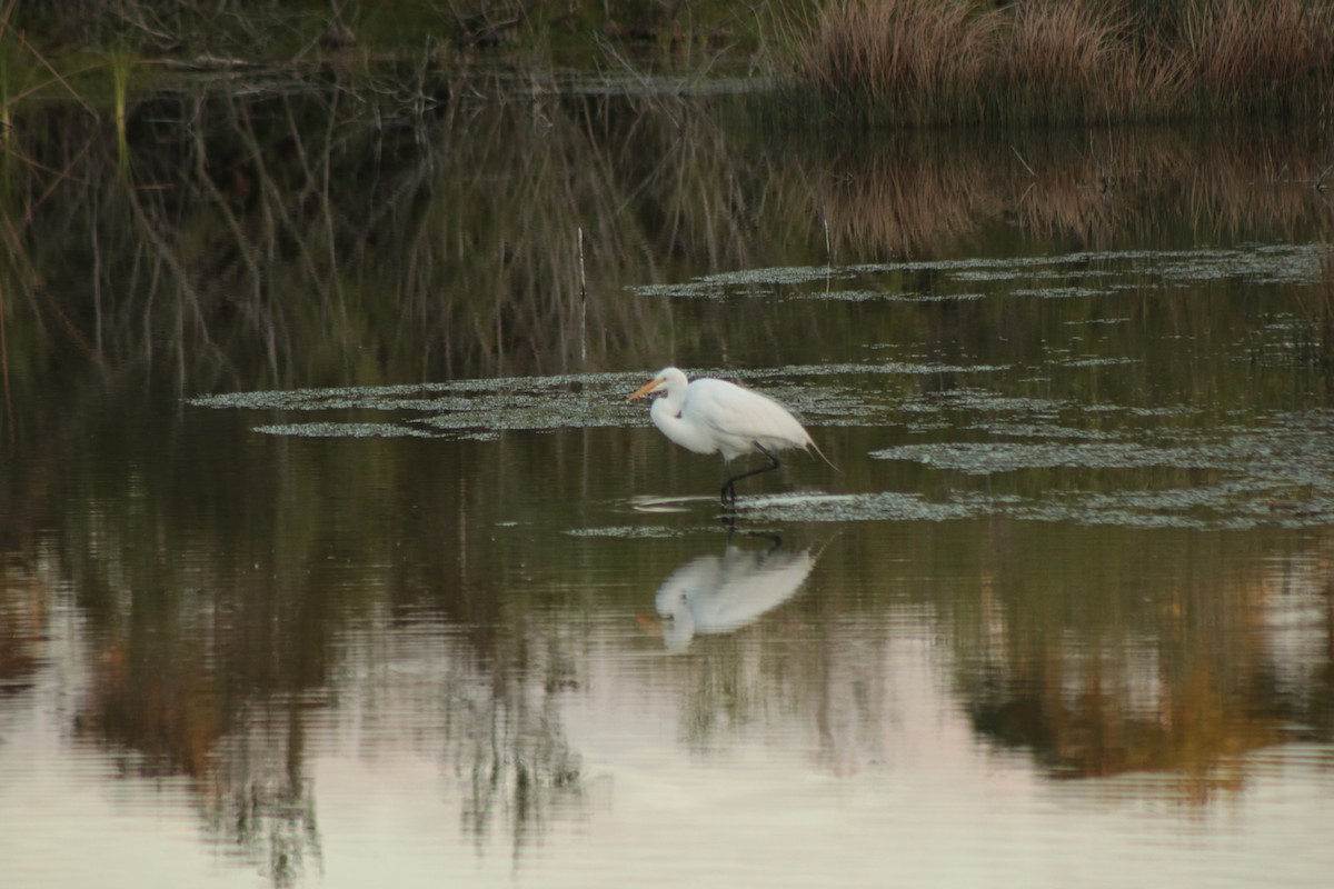Great Egret - ML652541843