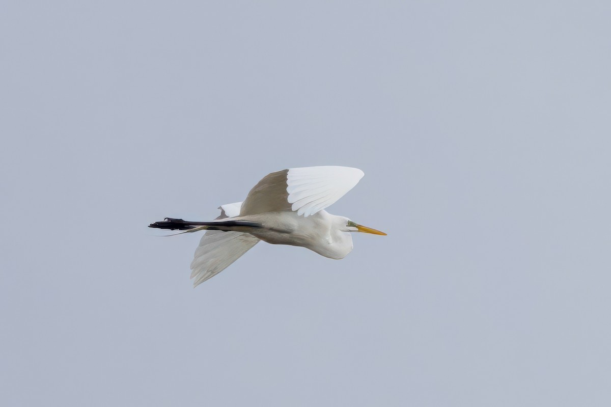 Great Egret - ML652542081