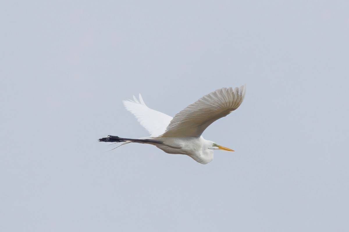Great Egret - ML652542087
