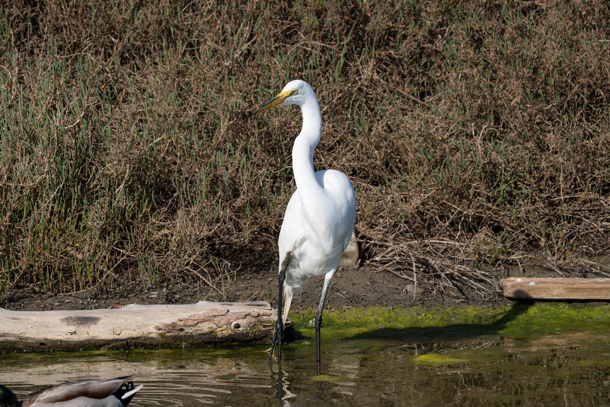Great Egret - ML652542100