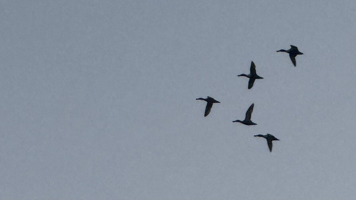 Халбага нугас - ML652542124